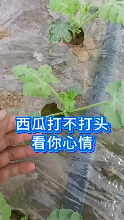 西瓜打头好还是不打好？ #西瓜种植技术 #大棚西瓜种植技术 #农业种植技术 #服务三农支持三农 #西瓜管理