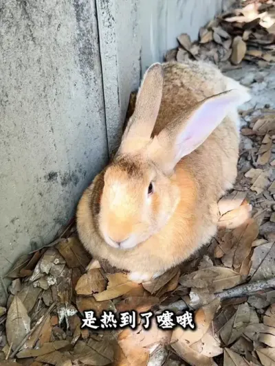 天气热注意防暑#兔子 #养兔技术 #养兔人 #养兔三分靠管理七分靠技术