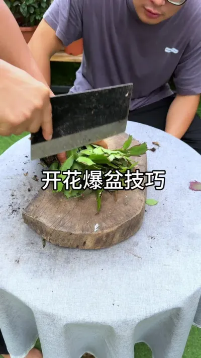 开花爆棚小窍门 #花卉绿植 #养花 #种植小技巧