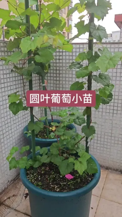 圆叶葡萄的养护方法，葡萄小苗怎么养护，新手种葡萄#葡萄种植 #圆叶葡萄 #圆叶葡萄红宝石 #葡萄种植技术 #葡萄苗