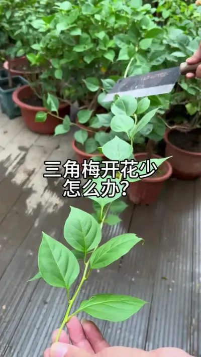 三角梅不开花，开花少怎么办？#花卉绿植 #养花