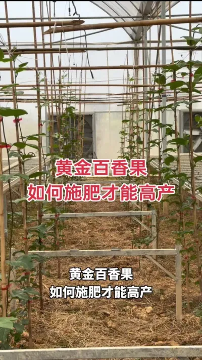 百香果如何施肥才能高产？#黄金百香果 #百香果 #钦蜜9号百香果 #百香果种植技术 #种百香果