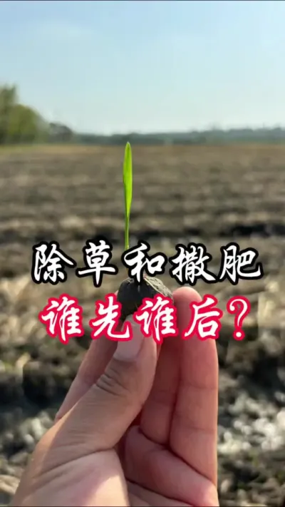 除草和施肥，谁先谁后#分享农业知识帮农民增产增收