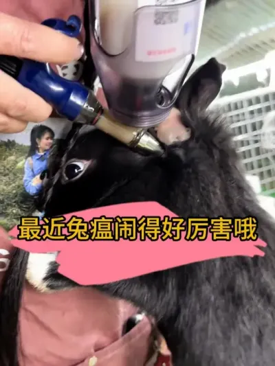 打了放心，我是要打的#肉兔养殖 #养兔人 #自繁自养 #兔子 #农村创业养殖