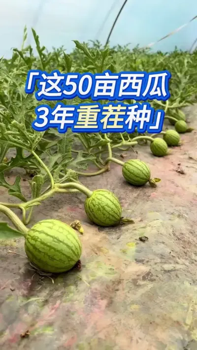 这样种西瓜真太帅了 #创作灵感 #西瓜管理 #大棚西瓜 #西瓜种植技术 #大棚西瓜种植技术