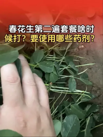 花生第二遍套餐什么时候打？ 春花生第二遍套餐什么时候打？需要使用哪些药剂？#花生种植 #花生种植管理技术 #花生高产 #花生高产种植 #分享农业知识帮农民增产增收