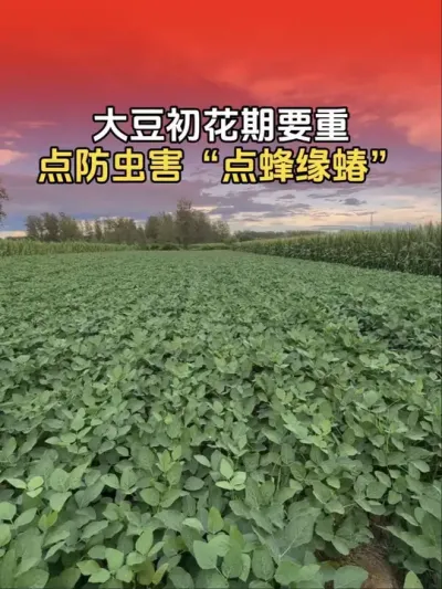 大豆初花期一定要重点防虫害，以免引起大豆症青，不结荚，造成减产！#大豆种植 #大豆种植技术 #大豆高产 #分享农业知识帮农民增产增收 #传播农业小知识
