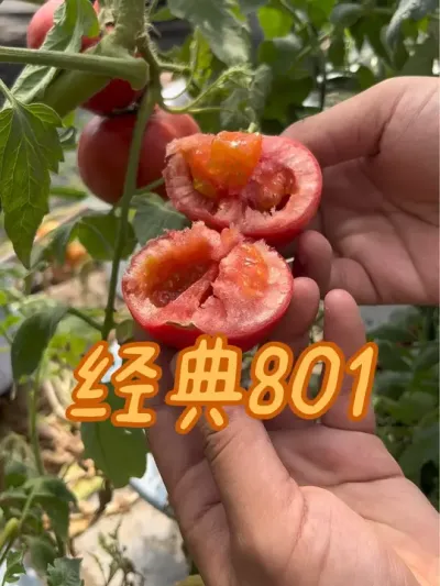 经典801 花盆种植出来的经典801效果#番茄🍅 #新农人计划种植小技巧 #新农人计划 #支持三农扶持三农发展 #阳台小院均可种植