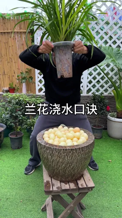 给兰花浇水的口诀#花卉绿植 #养花