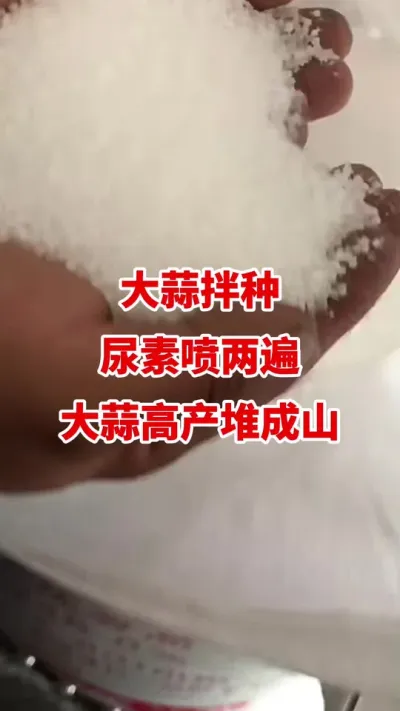 大蒜拌种尿素喷两遍大蒜堆成山#大蒜种植技术 #大蒜高产 #大蒜拌种 #大蒜种植