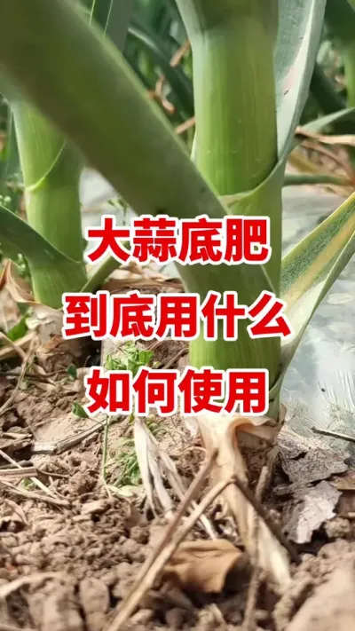 大蒜底肥用什么如何使用#大蒜种植 #大蒜高产#大蒜底肥 #大蒜种植技术
