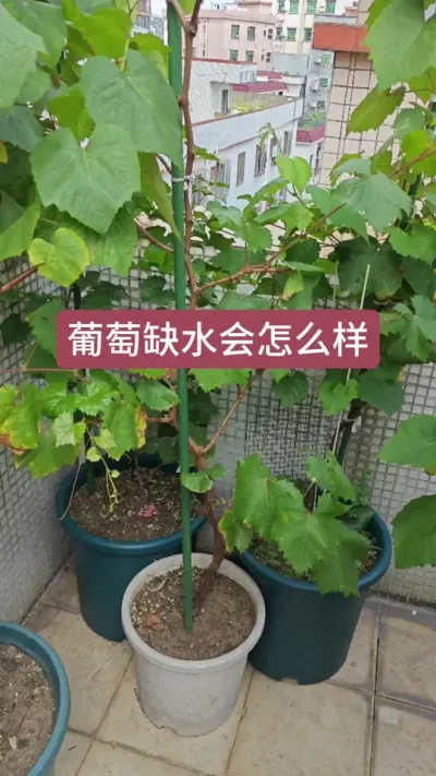 葡萄多久浇一次水，葡萄的管理方法，葡萄的养护过程#葡萄种植 #庭院植物 #种葡萄 #葡萄苗 #盆栽葡萄