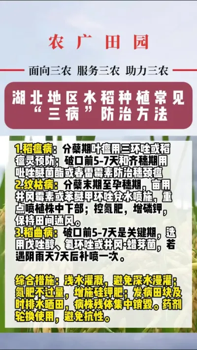 #涨知识 #水稻种植 #水稻 #稻瘟病防治
