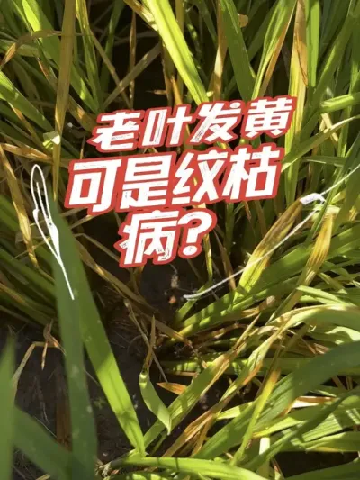叶片发黄但是病斑，这个不是纹枯病哦#分享农业知识帮农民增产增收 #老百姓关心的话题