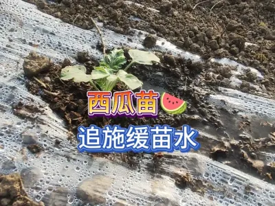 西瓜秧苗缓苗后要追施缓苗水，缓苗水用什么肥？用多少比例合适 #三农 #种植小技巧 #田间地头走一走 #一份耕耘一份收获 #种西瓜 