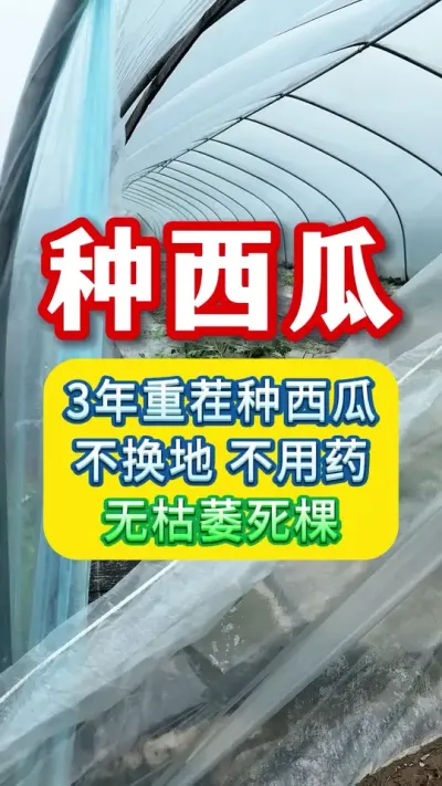 3年重茬种西瓜，不换地不拌农药，无枯萎死棵根系问题 #西瓜种植 #大棚西瓜种植技术 #西瓜种植技术 #西瓜管理 #种西瓜