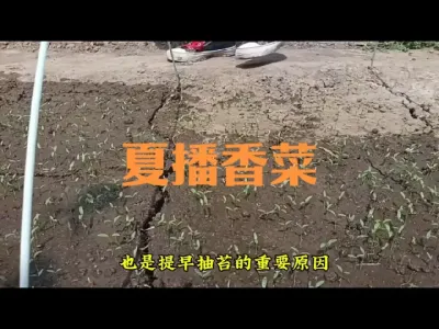 夏播香菜如何管理
