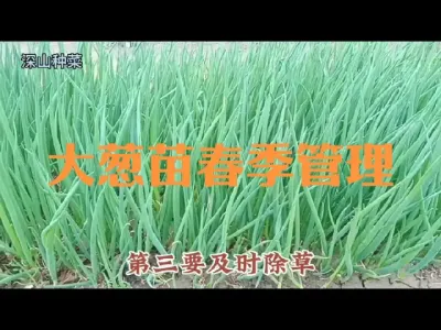 越冬大葱苗春季至移栽前如何管理#大葱苗