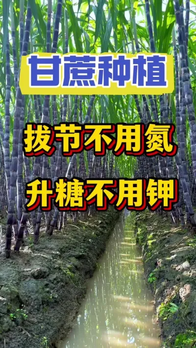 甘蔗拔节不用氮，升糖不用钾，90%的蔗农因为选错了肥料而毁了一年的好收成#甘蔗种植#甘蔗拔节#甘蔗施肥