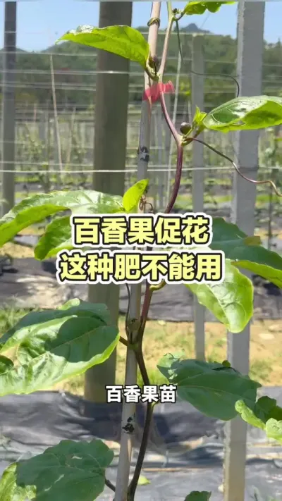 百香果促花阶段这种肥不能用#百香果促花 #百香果种植 #黄金百香果种植 #百香果种植技术 #浩伟方