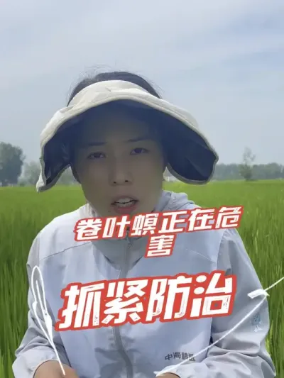 稻纵卷叶螟开始危害叶片了，要及时查治#分享农业知识帮农民增产增收 #老百姓关心的话题