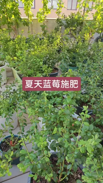 蓝莓施肥，新手怎么养护蓝莓，蓝莓的种植过程，蓝莓养护#蓝莓种植 #蓝莓施肥#种蓝莓 #蓝莓种植技术  #蓝莓种植方法