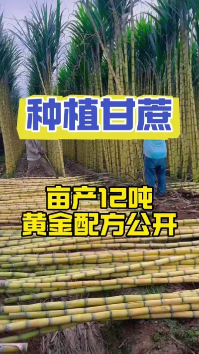 广西种植甘蔗50年的老乡总结出来的甘蔗高产丰收方法#甘蔗种植 #甘蔗施肥方法 #甘蔗高产