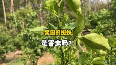 柑橘果园里的蜘蛛是害虫吗？ #柑橘 #果树种植 #三农 #农业 #蜘蛛 