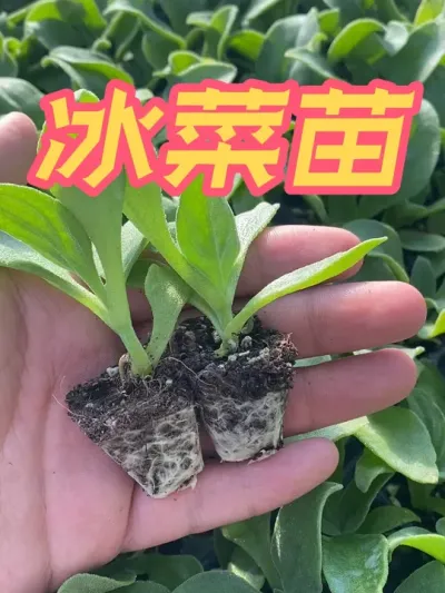 冰菜苗上市啦 秋天种植的冰菜给大家培育好了，喜欢的朋友抓紧种植起来吧，苗子就在我的橱窗#冰菜 #冰菜种子 #水晶冰菜 #冰菜苗 #优质种苗
