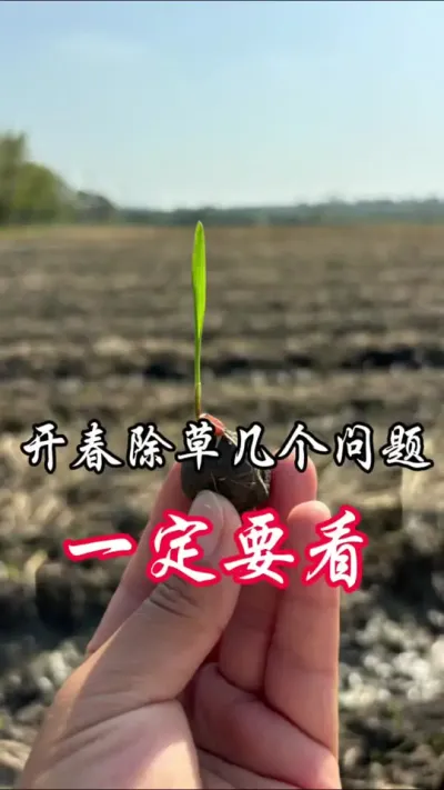 小麦除草你会遇到的问题，不妨看看#分享农业知识帮农民增产增收