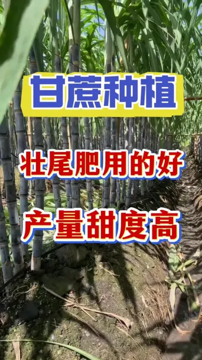 立秋之后，甘蔗第一遍壮尾肥，撒施肥好还是叶面喷施更好？这一遍肥直接决定着今年甘蔗的产量和品质#甘蔗种植 #甘蔗拔节 #甘蔗壮尾肥