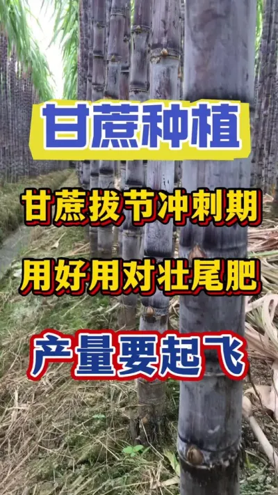 甘蔗拔节期用好壮尾肥，今年产量不吃亏#甘蔗种植#甘蔗 #甘蔗施肥