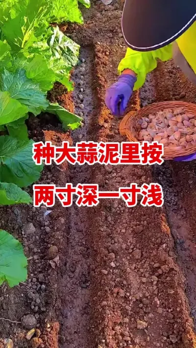 种大蒜泥里按一寸深两次浅#大蒜种植 #大蒜种植技术 #大蒜高产 #大蒜拌种