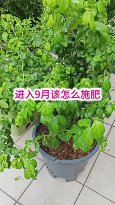 蓝莓的养护过程，新手种蓝莓怎么养护，蓝莓的养护方法#蓝莓种植 #蓝莓养护 #蓝莓施肥 #种蓝莓 #蓝莓苗