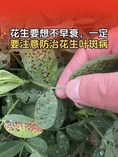 花生要想不早衰造成减产，近期一定要注意防治花生叶斑病！#花生高产 #花生种植 #农业种植技术 #分享农业知识帮农民增产增收 #传播农业小知识