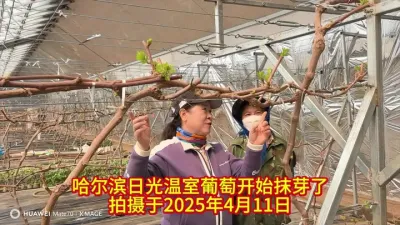 葡萄修剪从抹芽开始！
