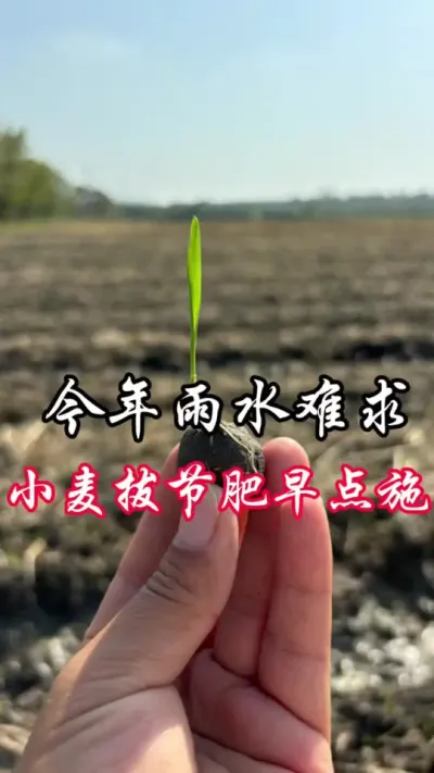 拔节肥，趁雨抓紧追#分享农业知识帮农民增产增收