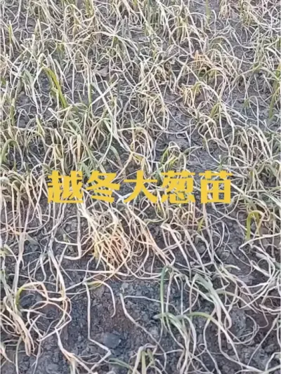 越冬大葱苗菜畦土壤冬季为什么会更松散#大葱苗