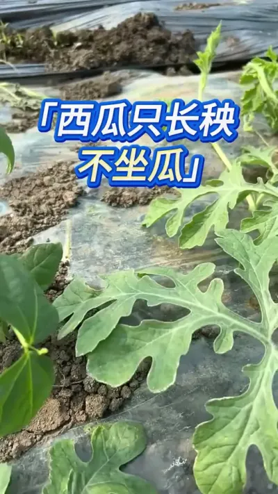 西瓜只长秧不坐瓜，化瓜炸瓜畸形？压箱底的解决技巧 #西瓜种植 #西瓜种植技术 #西瓜管理 #种西瓜 #大棚西瓜