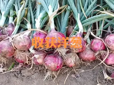 2025年种植的洋葱今天收获啦#洋葱