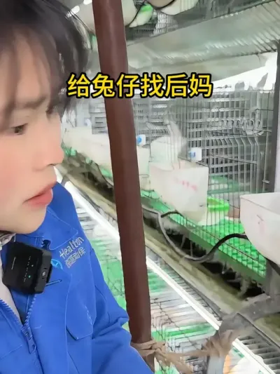 #肉兔养殖 #农村创业养殖 #兔子 #养兔人 #我的养殖生活