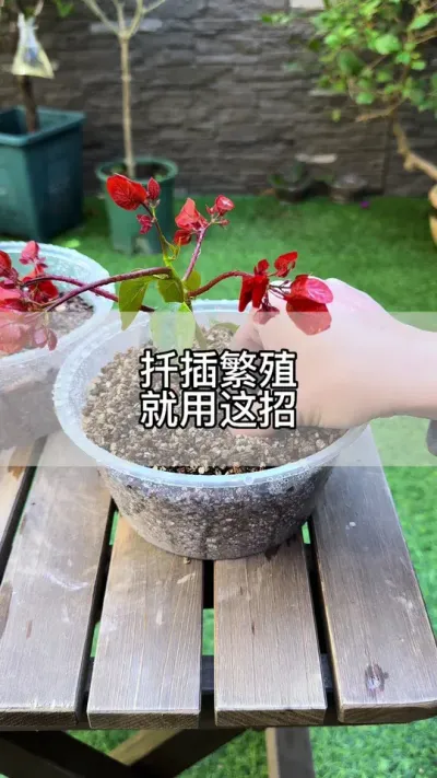 养花学会这招，很多都不用买#花卉绿植 #养花 #种植小技巧