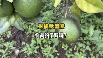 你真的了解柑橘锈壁虱吗？ #三农 #柑橘种植 #锈壁虱 #失管果园 #农业种植 