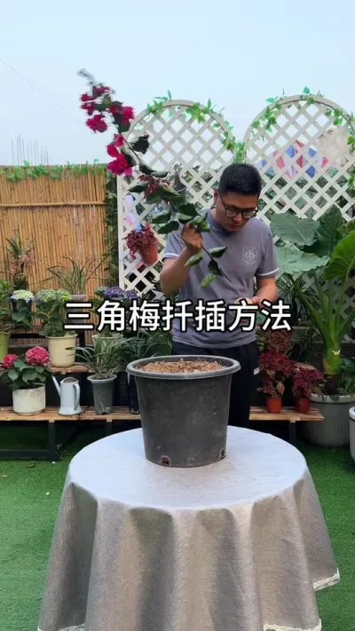 三角梅扦插成活率高的方法#种植小技巧 #花卉绿植
