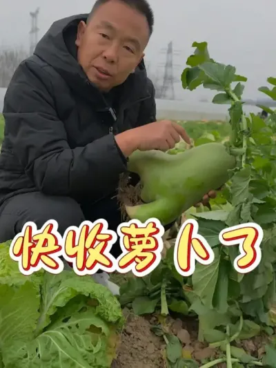 这个萝卜还没收的要尽快收了，要降温了     #萝卜种植 #又到了收萝卜的季节 #蔬菜种植 #家庭菜园 @DOU+小助手