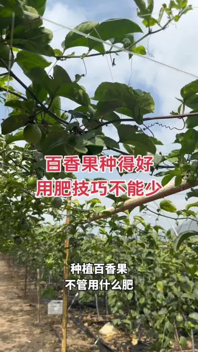 想要百香果种得好，用肥技巧不能少#百香果 #黄金百香果 #种百香果 #钦蜜9号百香果 #百香果种植技术