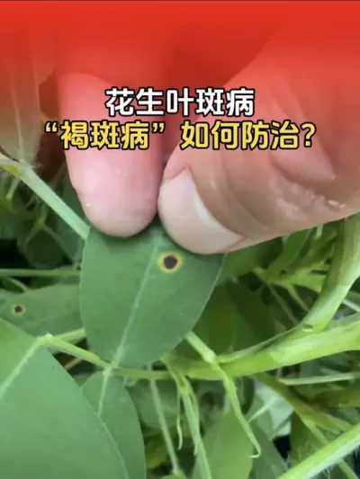 花生叶斑病中的&ldquo;褐斑病&rdquo;，会导致花生提前落叶早衰，及时防治。#花生高产 #花生高产种植 #花生种植 #花生种植管理技术 #分享农业知识帮农民增产增收