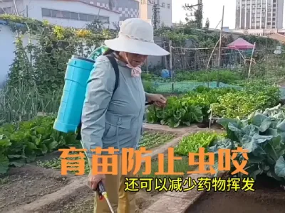 蔬菜播种育苗如何防治地下害虫咬食#播种