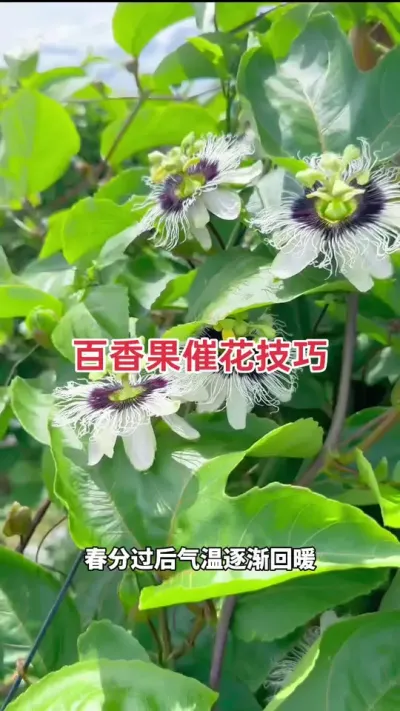 百香果催花技巧，这样做不愁没有花#百香果种植技术 #百香果促花技术 #种百香果 #百香果种植 #黄金百香果种植技术