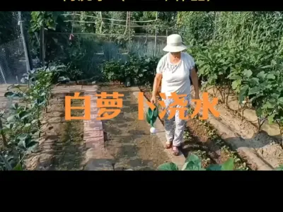 早熟白萝卜生长期内如何浇水（二三年作品）